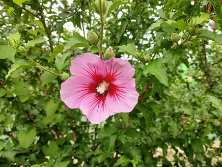 Photo, muggets, mugunghwa, mucin, 