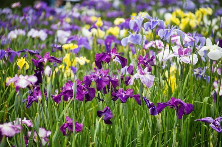 紫と水色と黄色のアヤメ 花,紫色,菖蒲の写真素材