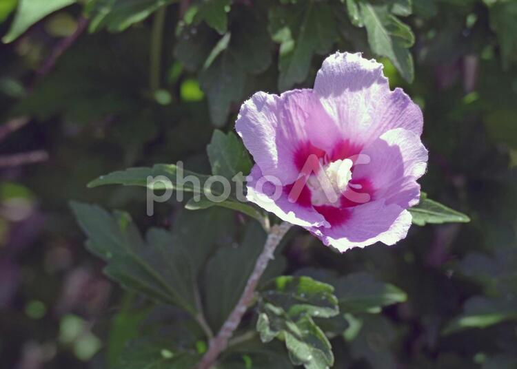 暑さを一瞬忘れる花 つぼみ,ピンク,人物なしの写真素材