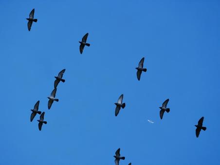 Photo, bird, flock, a flock of birds, 