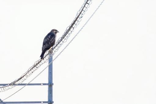 ノスリ⑽の写真