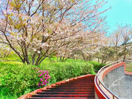 広場のサクラ景色 広場のサクラ景色の写真