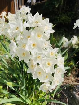 白くて小さい水仙の花 白くて小さい水仙の花 白,水仙,小さいの写真素材