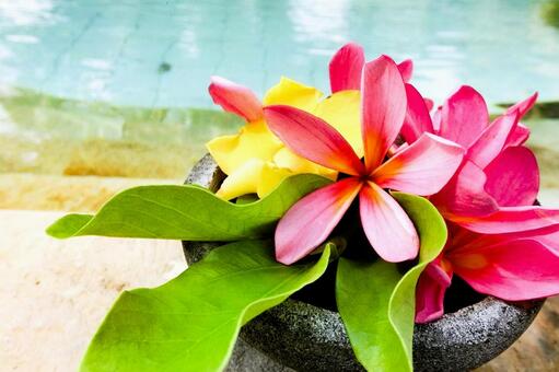 南国ムードのプルメリアと葉 プルメリア,花,南国の写真素材