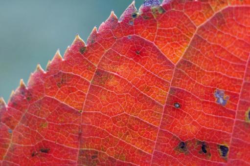紅葉した葉の葉脈 紅葉した葉の葉脈の写真