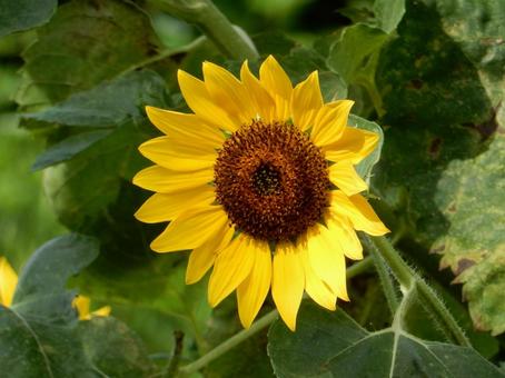 [Flower Photo] Sunflower, JPG