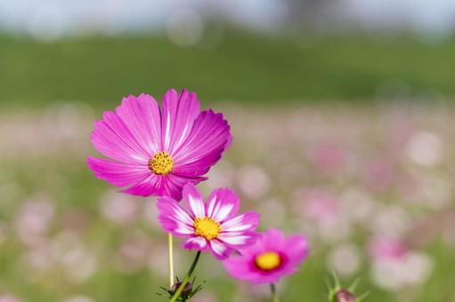 コスモス コスモス コスモス,秋桜,かわいいの写真素材