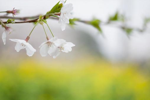 サクラ満開 サクラ満開の写真