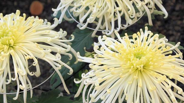 楽寿園の菊まつりにて 菊,秋,花の写真素材