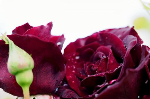 Zao Roses (45), JPG