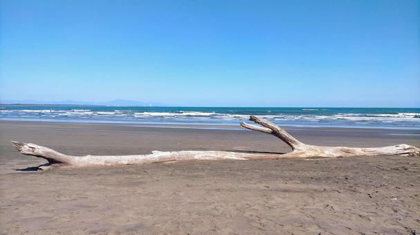 海岸に横たわる流木と青空 海岸,流木,青空の写真素材