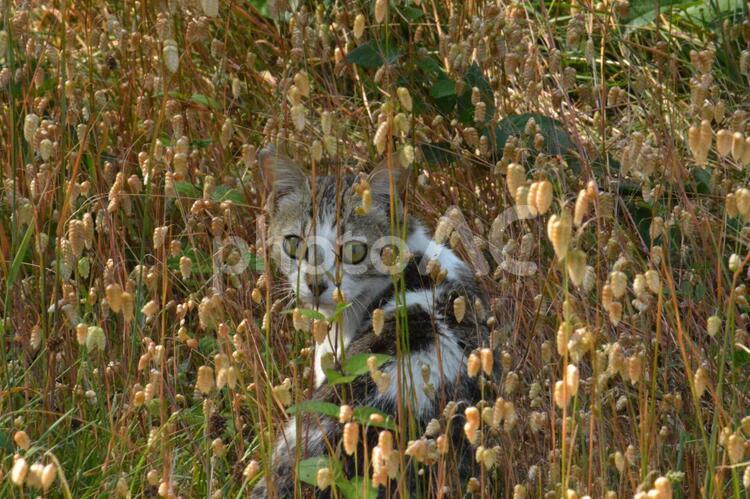草に隠れる野良猫の目 野良猫,目,猫の写真素材
