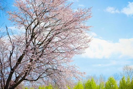 桜と青空 桜,花,春の写真素材