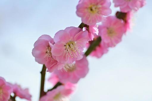 青空バックにピンク色の梅の花のクローズアップ 青空バックにピンク色の梅の花のクローズアップの写真