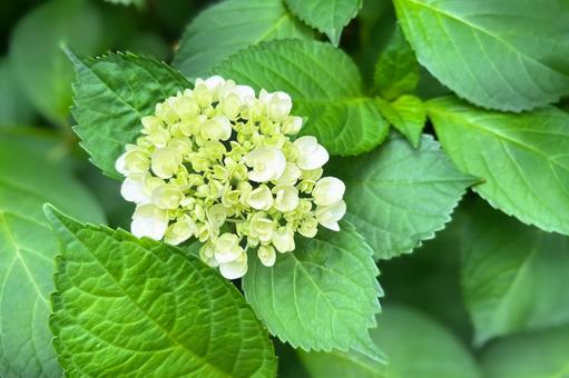 白の紫陽花 白の紫陽花の写真