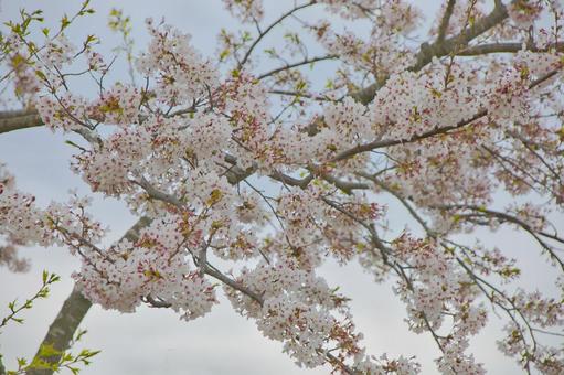 桜 桜の写真