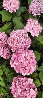 花202406212205 花202406212205の写真