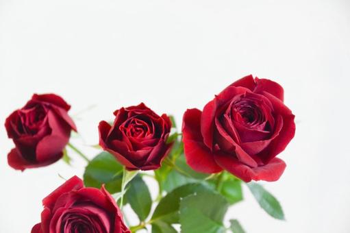 赤いばら 赤いばら 赤い薔薇,赤,ばらの写真素材