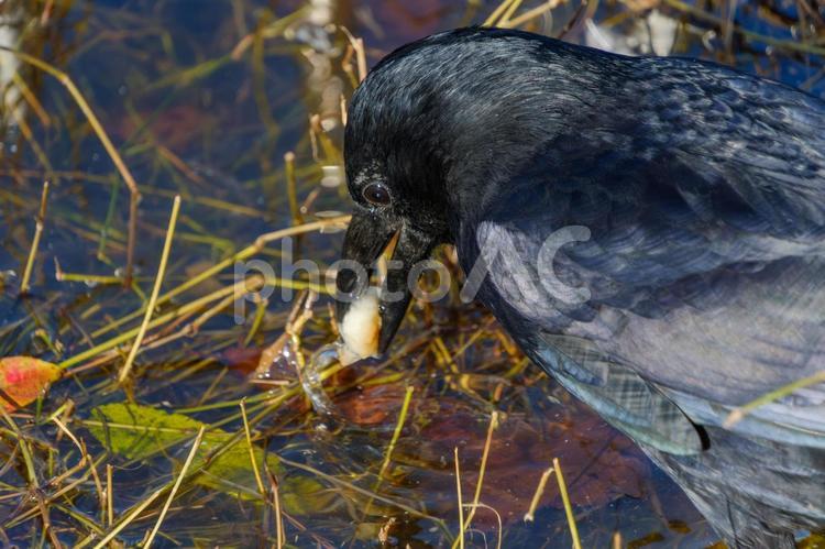 水辺で餌をくわえるハシブトガラス ハシブトガラス,鳥,野鳥の写真素材