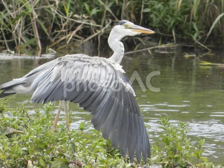 アオサギの毛繕い中の休憩 鳥,野鳥,アオサギの写真素材