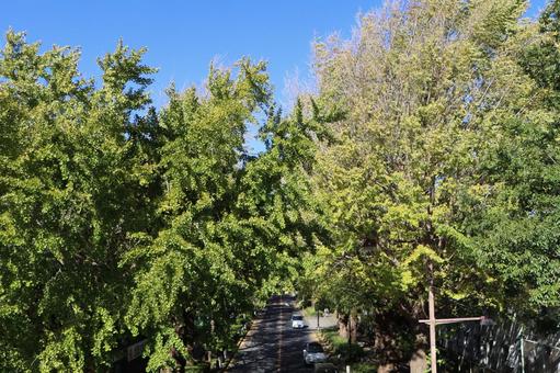 Ginkgo tree lined (2) Ginkgo tree lined (2)