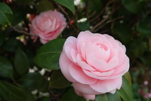 乙女椿 椿 春の花 ピンクの花 乙女椿 椿 春の花 ピンクの花 乙女椿,椿,春の花の写真素材