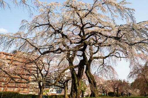 榴岡公園の桜(32) 花,サクラ,さくらの写真素材