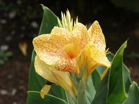 Photo, gladiolus, summer flower altar, flower color rich, 