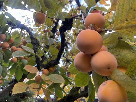 柿 柿,カキ,秋の写真素材