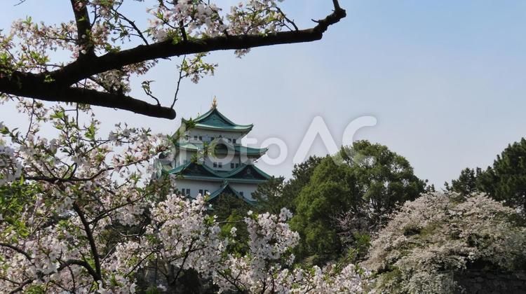 名古屋城　天守閣と満開の桜 名古屋城,天守閣,天守の写真素材