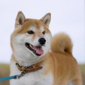 公園で出会った柴犬 公園で出会った柴犬 犬,柴犬,いぬの写真素材