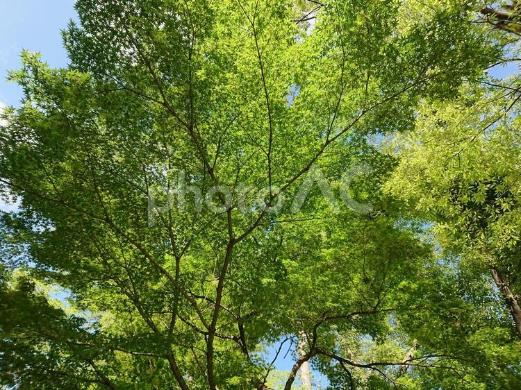 夏のもみじ 紅葉,もみじ,緑の写真素材