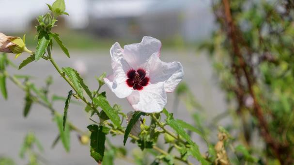 タカサゴフヨウの白い花 タカサゴフヨウ,花,白の写真素材
