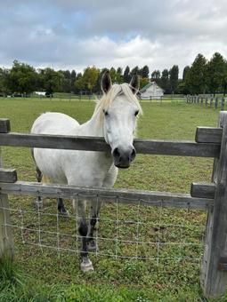 うま うまの写真