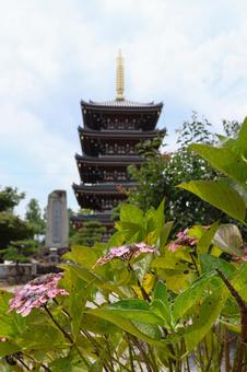 6月中旬の法然寺の五重塔とアジサイの花 6月中旬の法然寺の五重塔とアジサイの花の写真