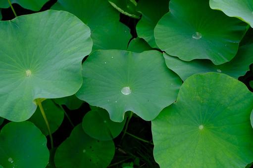 水滴 水滴の写真