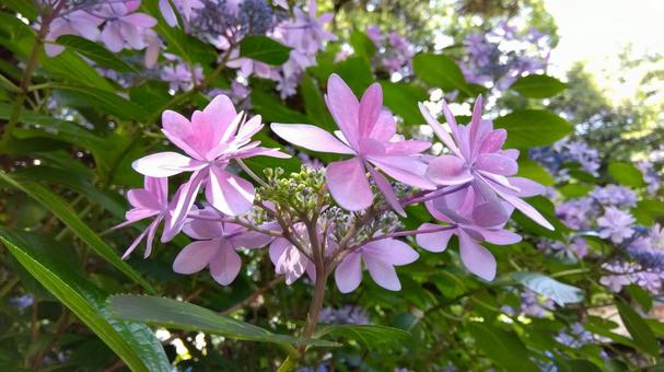 hydrangea, JPG