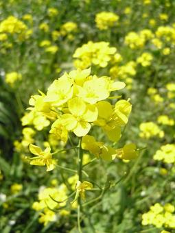 菜の花 菜の花の写真