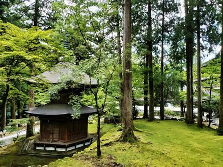 永平寺境内 永平寺境内 福井県,永平寺,緑の写真素材