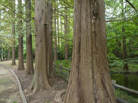 静かに並ぶメタセコイアの並木 静かに並ぶメタセコイアの並木 メタセコイア,並木,森の写真素材