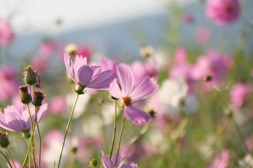 コスモス コスモス,秋桜,秋の写真素材
