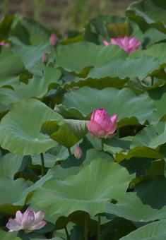 Photo, a lotus, plant, flower, 