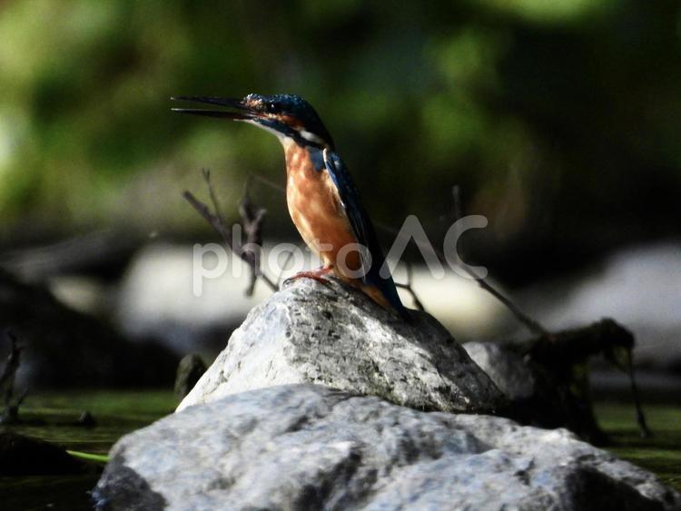 ポーズをとるカワセミ 鳥,野鳥,カワセミの写真素材