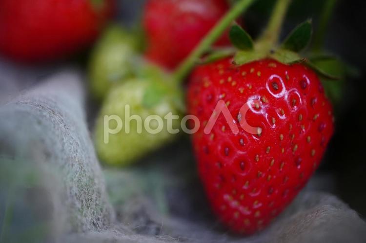 いちごの実　赤　青い　ぼかし いちご,果物,フルーツの写真素材