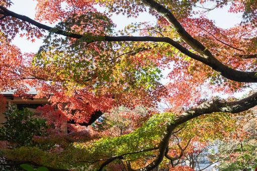 秋の気配・色づく紅葉 秋の気配・色づく紅葉 紅葉,モミジ,紅葉狩りの写真素材