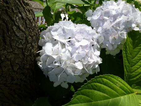 街中の植え込みで開花した白いアジサイ 街中の植え込みで開花した白いアジサイの写真