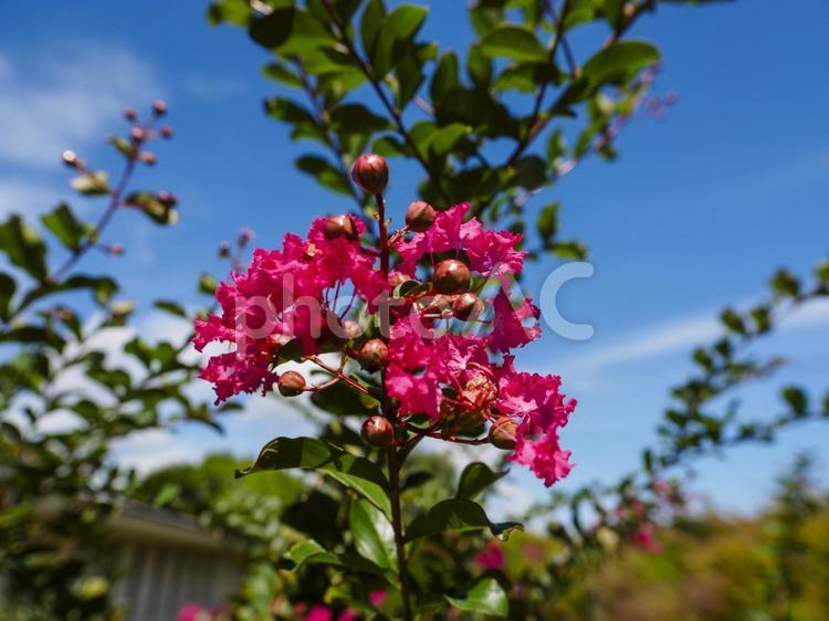 秋晴れの空と百日紅の鮮やかな花 百日紅,花,空の写真素材