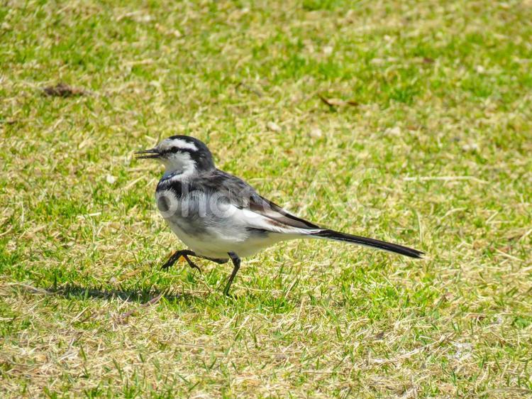 地面をトコトコ歩くハクセキレイ ハクセキレイ,白鶺鴒,鳥の写真素材