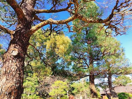 松の木が生えている風景 松の木,松,植物の写真素材