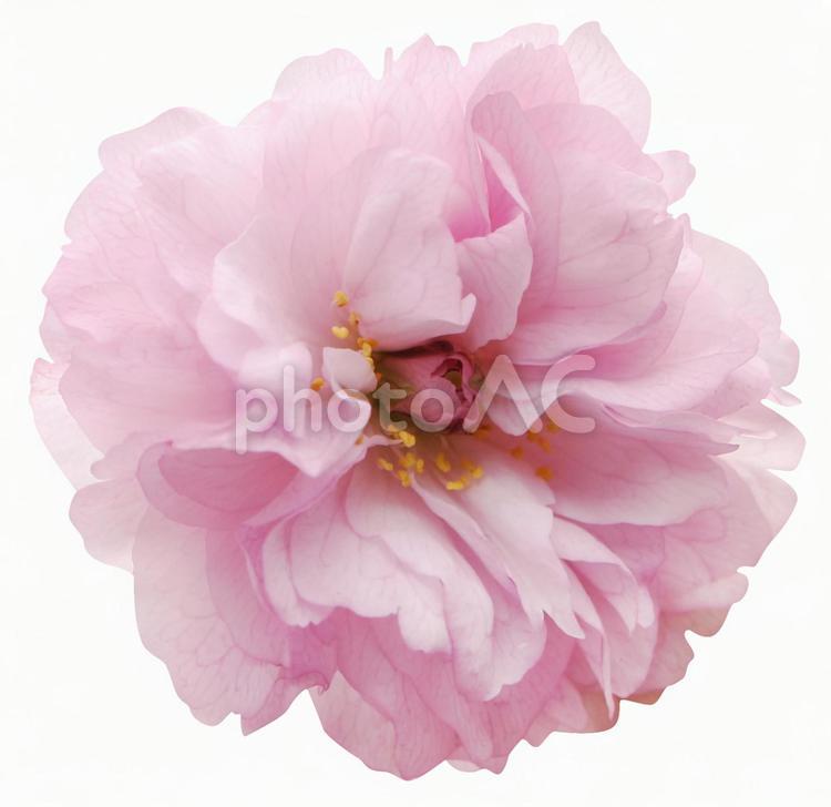 切り抜き素材　桜93 桜,ピンク,豪華の写真素材